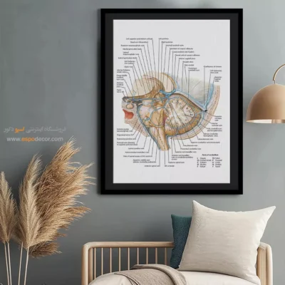 تابلو آناتومی - اسپو دکور