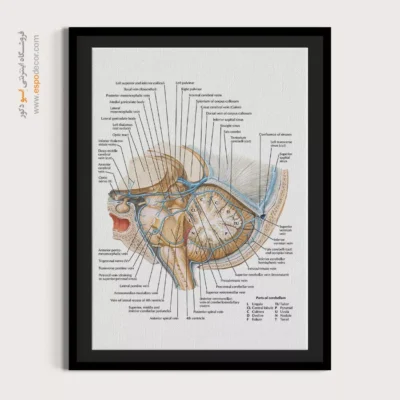 تابلو آناتومی - اسپو دکور