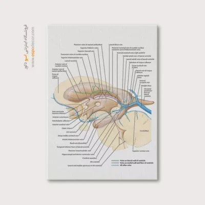 تابلو آناتومی - اسپو دکور