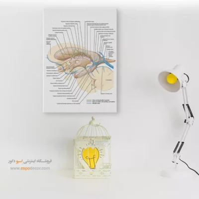 تابلو آناتومی - اسپو دکور