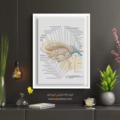 تابلو آناتومی - اسپو دکور