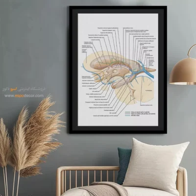 تابلو آناتومی - اسپو دکور