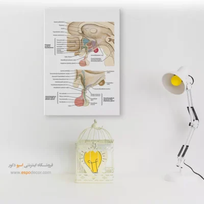 تابلو آناتومی - اسپو دکور