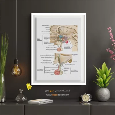 تابلو آناتومی - اسپو دکور