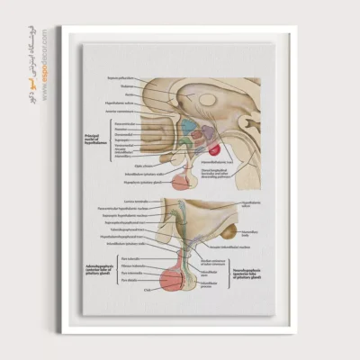 تابلو آناتومی - اسپو دکور