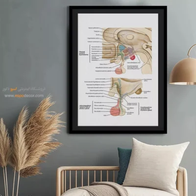 تابلو آناتومی - اسپو دکور