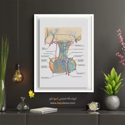 تابلو آناتومی - اسپو دکور