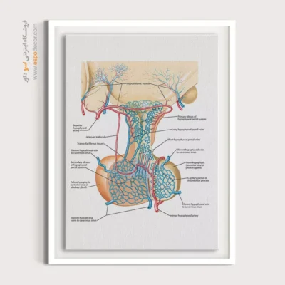 تابلو آناتومی - اسپو دکور