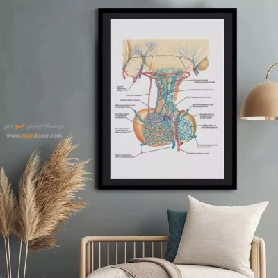 تابلو آناتومی - اسپو دکور