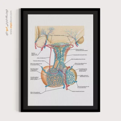 تابلو آناتومی - اسپو دکور