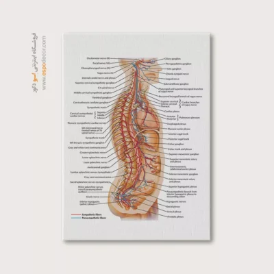 تابلو آناتومی - اسپو دکور