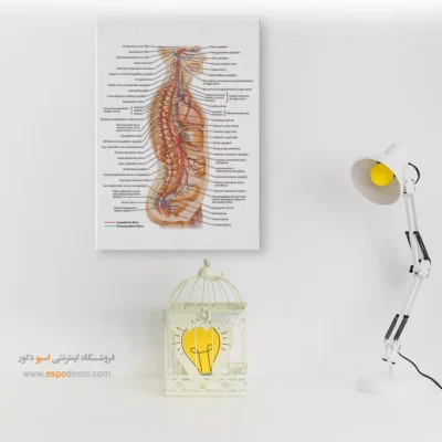 تابلو آناتومی - اسپو دکور