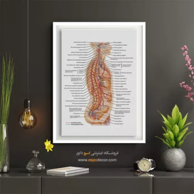 تابلو آناتومی - اسپو دکور