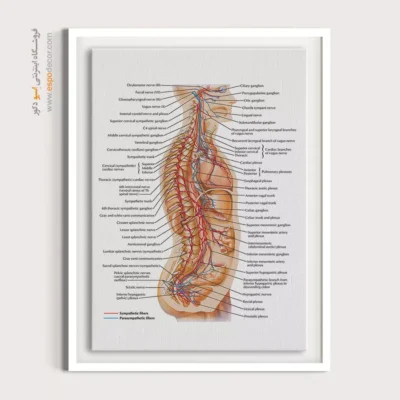تابلو آناتومی - اسپو دکور