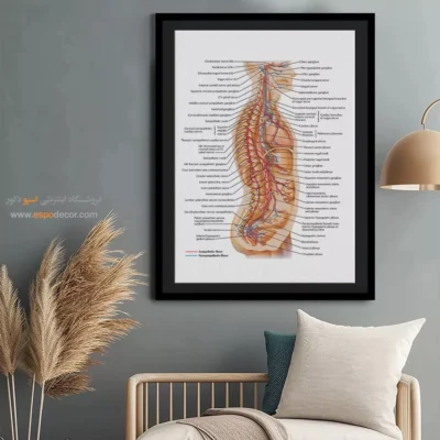 تابلو آناتومی - اسپو دکور