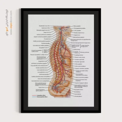 تابلو آناتومی - اسپو دکور