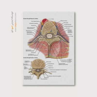 تابلو آناتومی - اسپو دکور