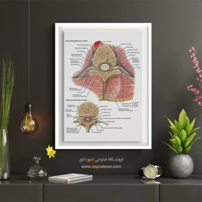 تابلو آناتومی - اسپو دکور