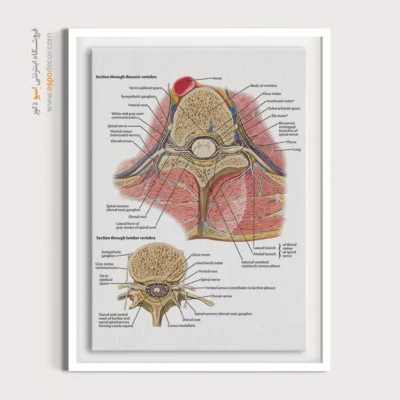 تابلو آناتومی - اسپو دکور