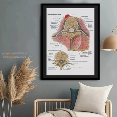 تابلو آناتومی - اسپو دکور
