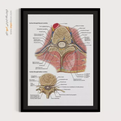 تابلو آناتومی - اسپو دکور