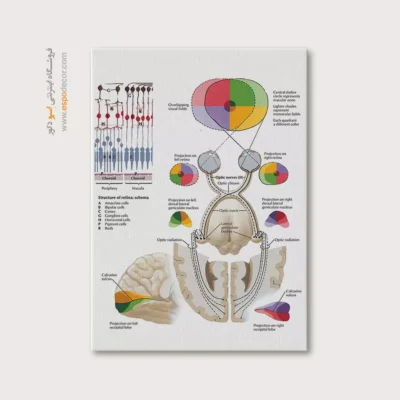 تابلو آناتومی - اسپو دکور