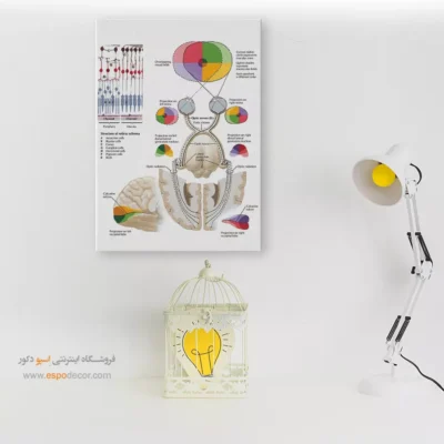 تابلو آناتومی - اسپو دکور