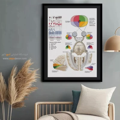 تابلو آناتومی - اسپو دکور