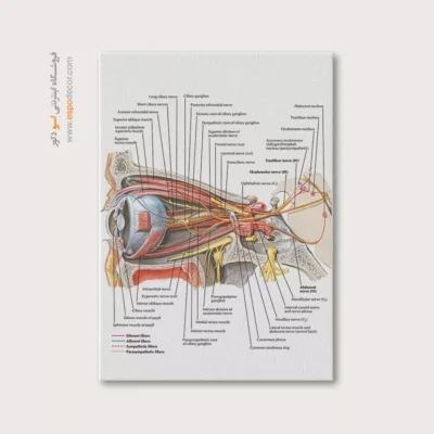 تابلو آناتومی - اسپو دکور