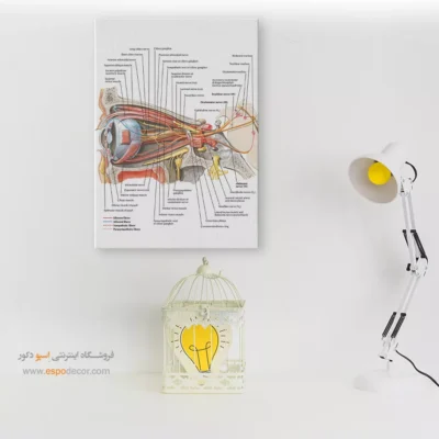 تابلو آناتومی - اسپو دکور
