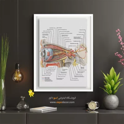 تابلو آناتومی - اسپو دکور