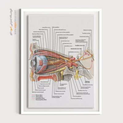 تابلو آناتومی - اسپو دکور