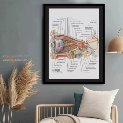 تابلو آناتومی - اسپو دکور