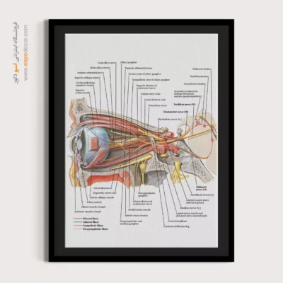 تابلو آناتومی - اسپو دکور