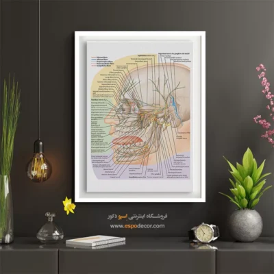 تابلو آناتومی - اسپو دکور
