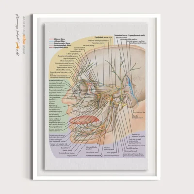تابلو آناتومی - اسپو دکور