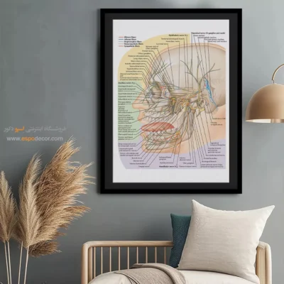 تابلو آناتومی - اسپو دکور