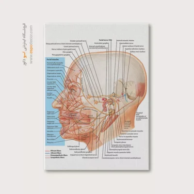 تابلو آناتومی - اسپو دکور