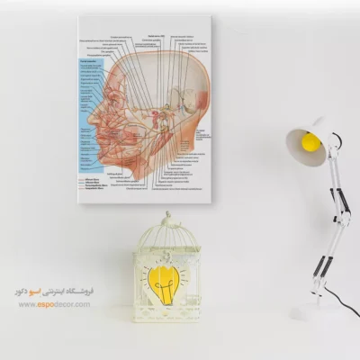 تابلو آناتومی - اسپو دکور