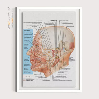 تابلو آناتومی - اسپو دکور