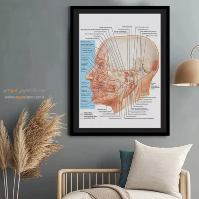 تابلو آناتومی - اسپو دکور