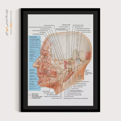 تابلو آناتومی - اسپو دکور