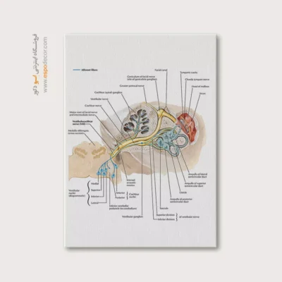تابلو آناتومی - اسپو دکور