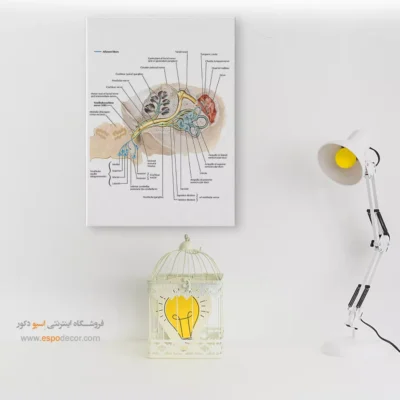 تابلو آناتومی - اسپو دکور