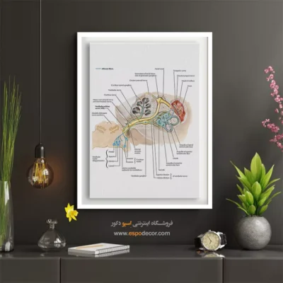 تابلو آناتومی - اسپو دکور