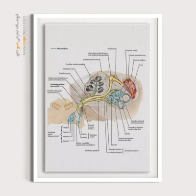تابلو آناتومی - اسپو دکور