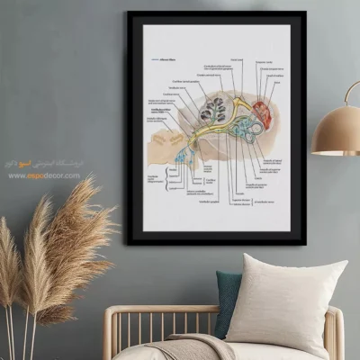 تابلو آناتومی - اسپو دکور