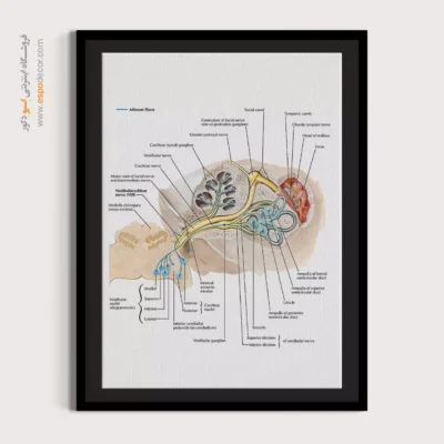 تابلو آناتومی - اسپو دکور