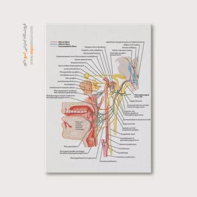 تابلو آناتومی - اسپو دکور