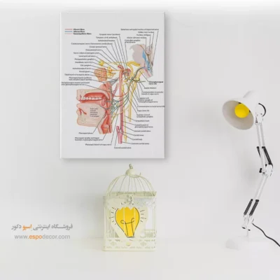تابلو آناتومی - اسپو دکور